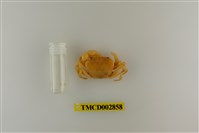 藏品(細足澤蟹)的圖片